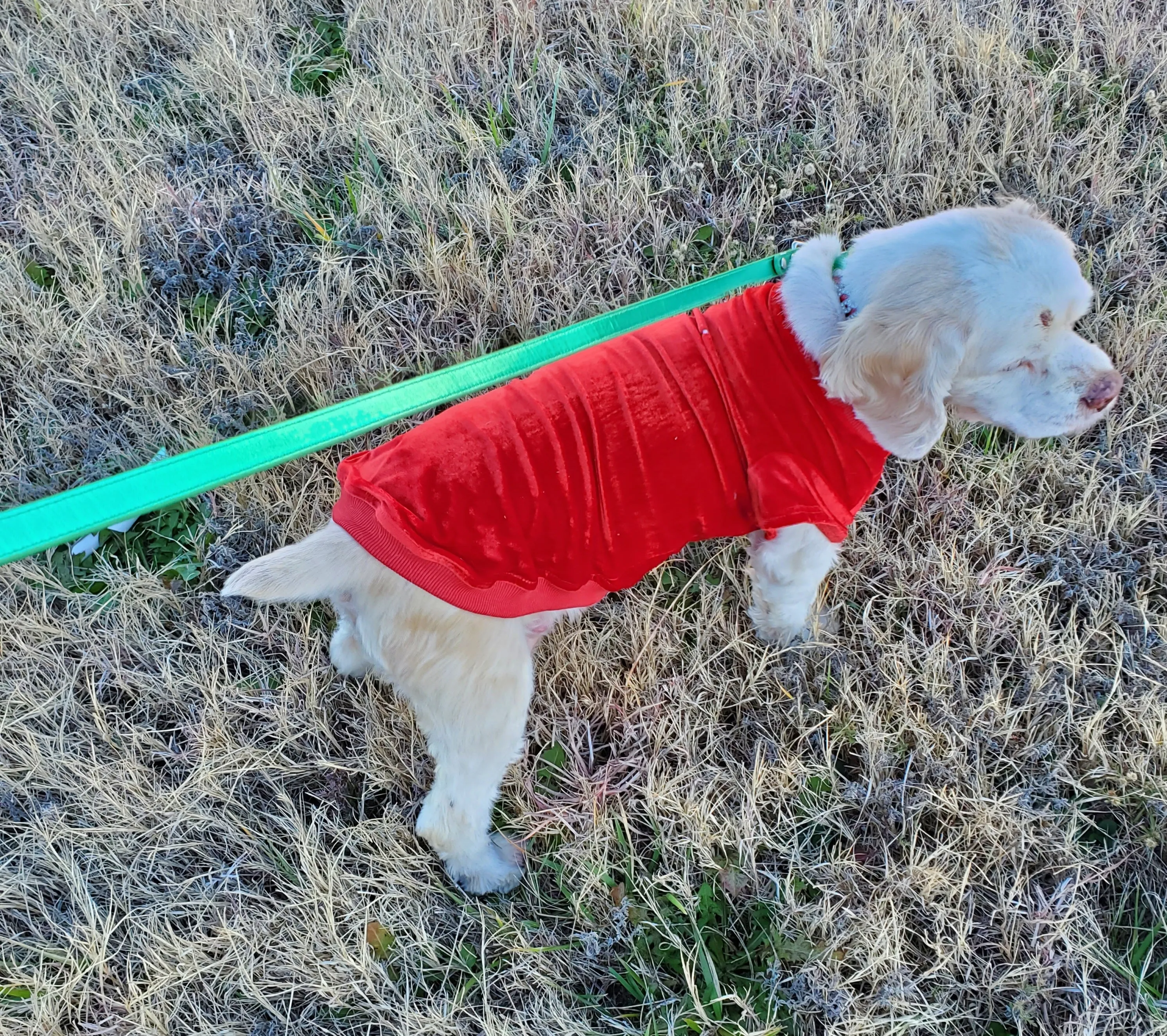 Red Velvet Jumper